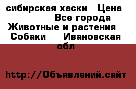 l: сибирская хаски › Цена ­ 10 000 - Все города Животные и растения » Собаки   . Ивановская обл.